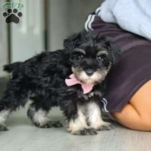 Daisy, Miniature Schnauzer Puppy